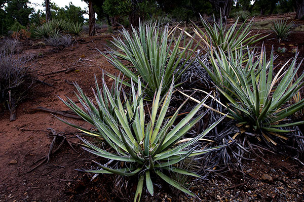 Photograph Yucca plants Mesa Verde